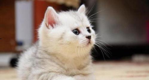 猫咪国产配餐视频大全下载,解锁猫咪美食新境界